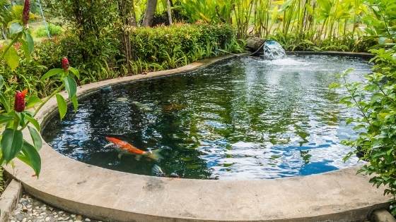 Dreaming of a picturesque pond in your yard? This will help you make your decision.